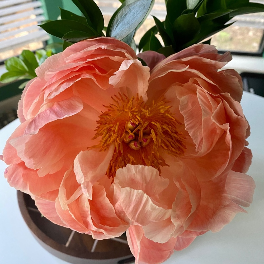 Meet your Posher, Tracy